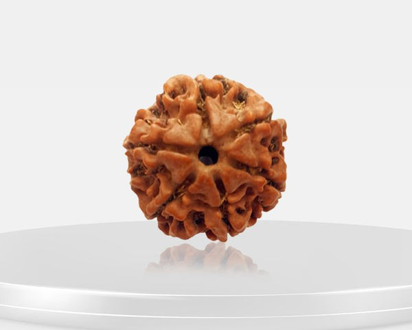 Rudraksha Beads