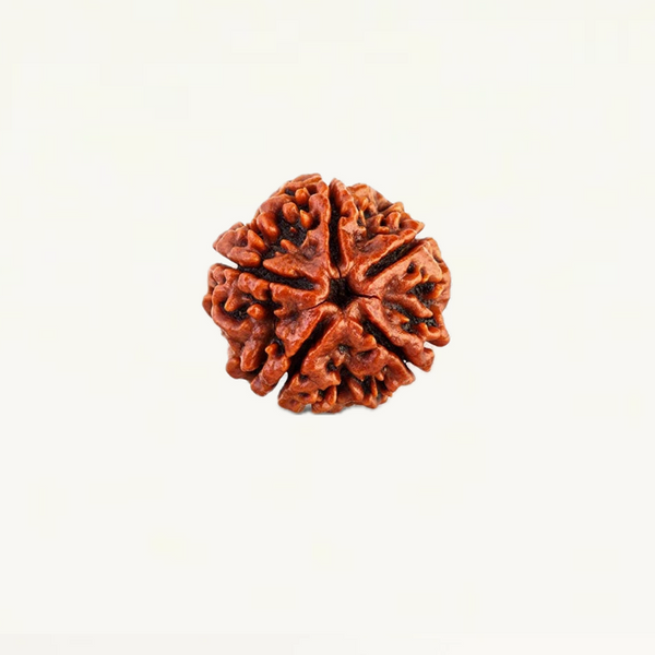 Rudraksha