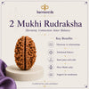 Two Mukhi Rudraksha with Karmaveda branding and benefits listed on a white background