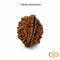 2 Mukhi Rudraksha