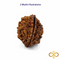 2 Mukhi Rudraksha