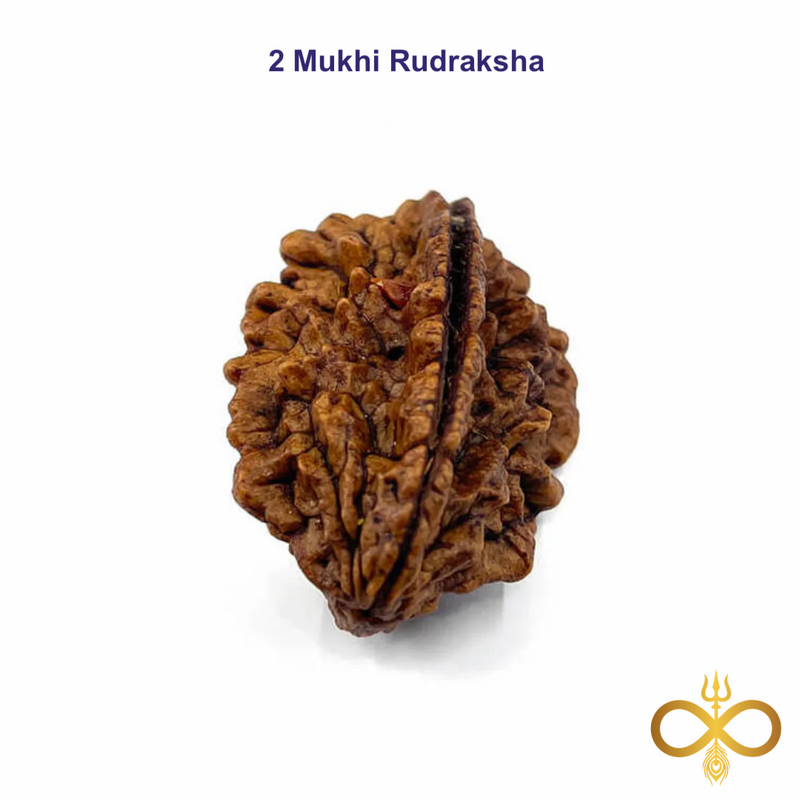 Two-armed Rudraksha on a white background with '2 Mukhi Rudraksha' text above.