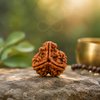 Brown rudraksha bead on a stone surface with a blurred natural background