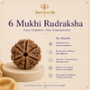 6 Mukhi Rudraksha with key benefits on a beige background