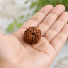 Hand holding a rudraksha seed with a blurred natural background