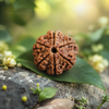 Brown textured object on a green leaf with a blurred natural background