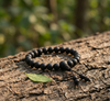 Black beaded bracelet on a tree branch with a blurred natural background